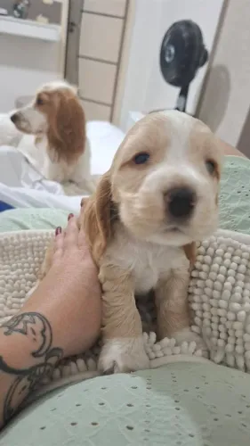 FILHOTES DE COCKER SPANIEL INGLÊS PUROS