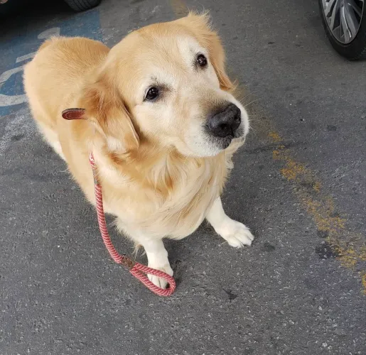 Golden Retriever