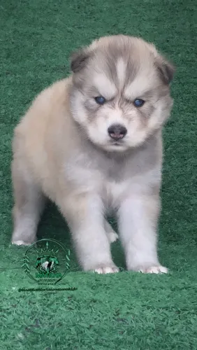 Husky siberiano woolly
