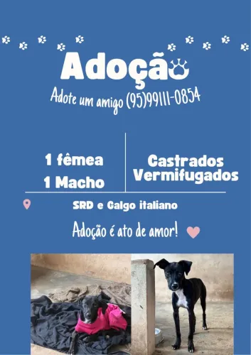 Casal de galgo com srd para adoção