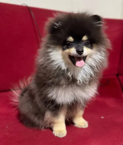 Spitz alemão macho