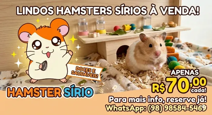 Hamster sírio