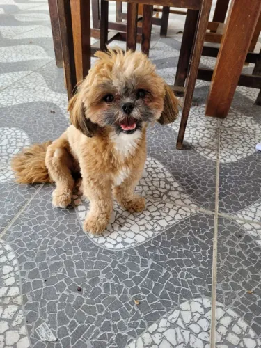 Shih Tzu fêmea