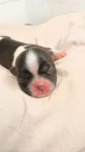 Filhotes Shihtzu