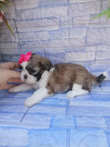 Shitzu fêmea mini tricolor lindíssima