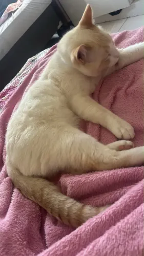 Gato branco