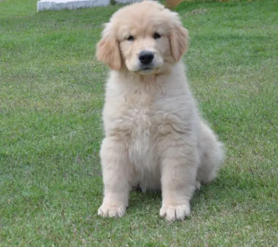 OPORTUNIDADE Golden Retriever - Americano ?