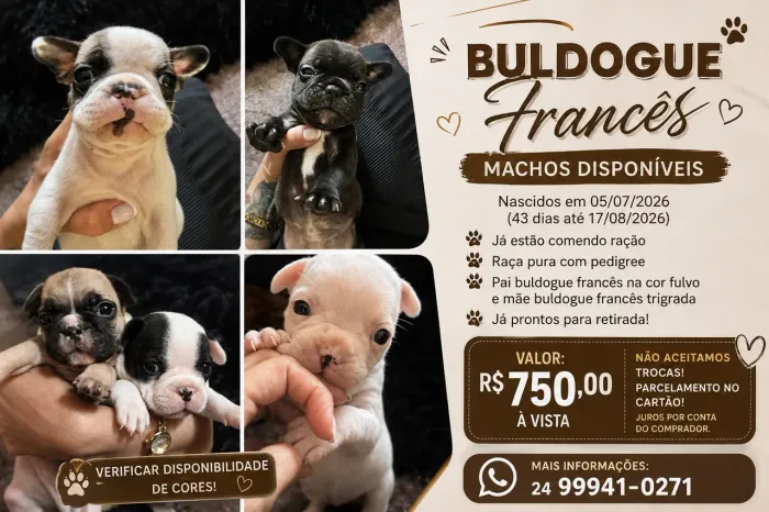 Filhotes de Buldogue Francês - Machos - Pedigree - R$ 750,00