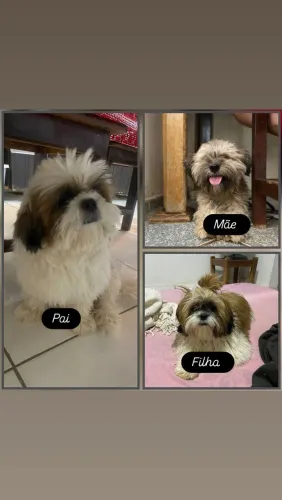 Vendo filhotes