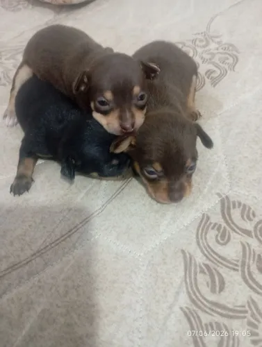 Vendo Pincher 0.    