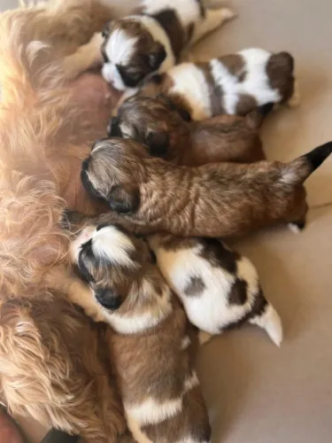 Filhotes shih tzu machos