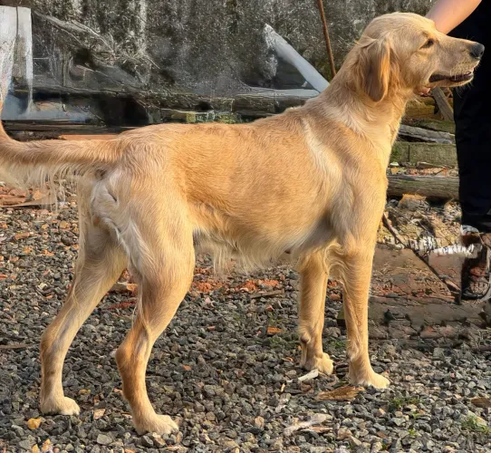 Fêmea Golden Retriever