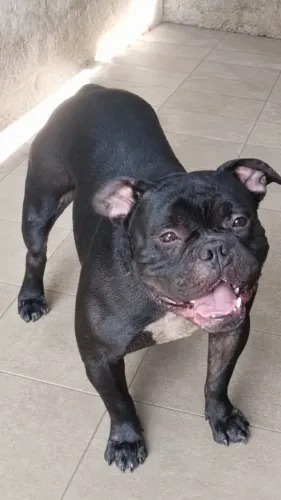 American Bully