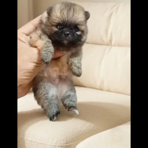 Mini Luluzinho anão da pomerãnia já com pedigree CBKC m