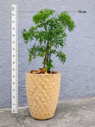 Planta Árvore-da-felicidade Fêmea + Vaso Decorativo