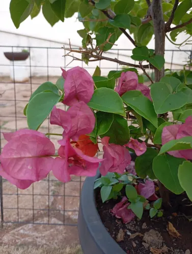 Flor Bougainville no vaso de 36cm - R$200,00