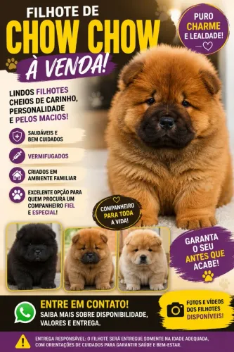 ? CHOW CHOW MARROM À VENDA! ?<br>? 2 MACHOS DISPONÍVEIS! ?