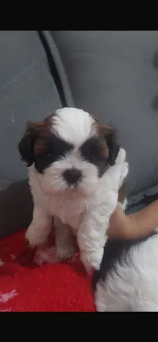 Vende shihtzu