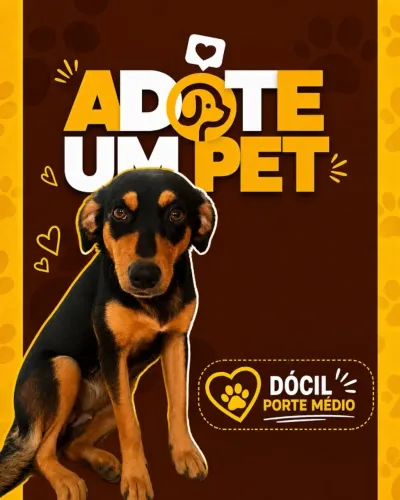 Adote um Pet