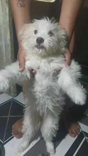 Cachorro