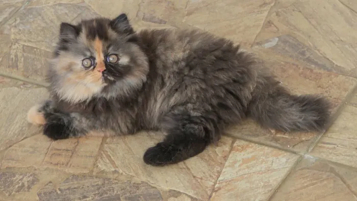 Gato Persa