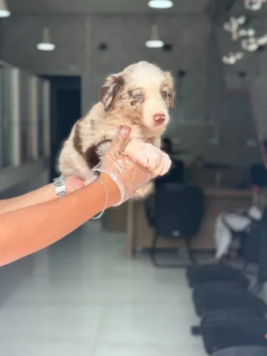 Seu Border Collie com Garantia do Início ao Pós-Venda