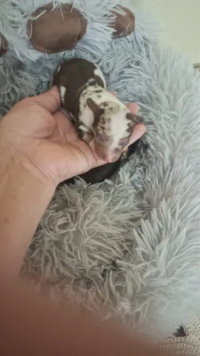Dachshund Basset