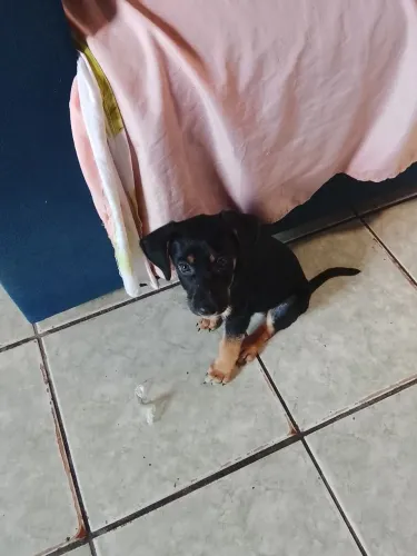 Cachorro Pastor Alemão Mestiço