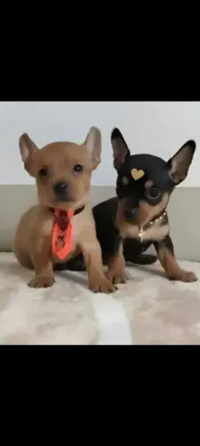 Pinscher Original
