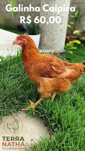 Galinha caipira 