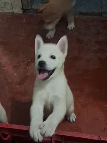 Vendo filhotes de Akita