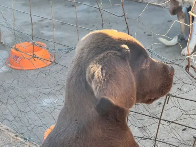 Labrador Chocolate com 55 dias - Pronto para a Nova Família!