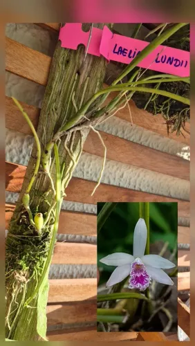 Orquídea Cattleya (Laelia) lundii