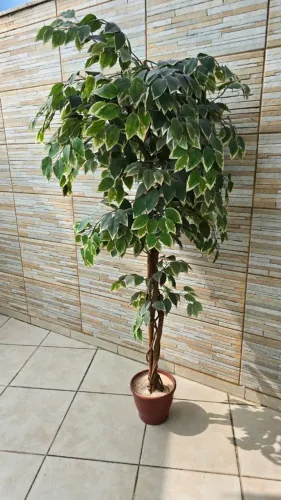 Árvore Realista Ficus Variegata Planta Com 1.70m X 60cm