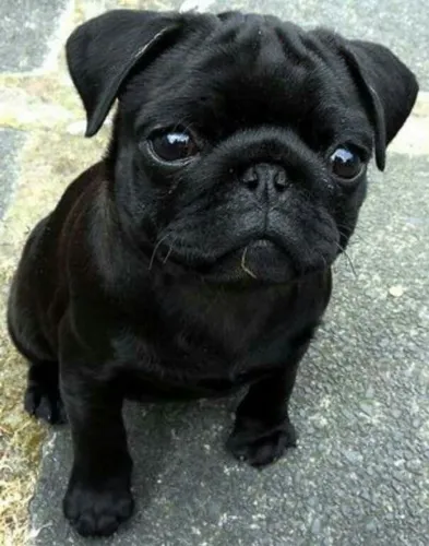 Filhote de pug ! Fica 