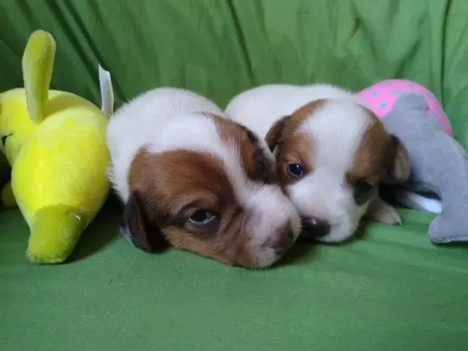 Jack Russell, Mini, elegante e puro amor