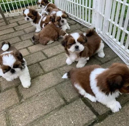 Shih-Tzu Fêmea: O Companheiro Perfeito para Sua Família