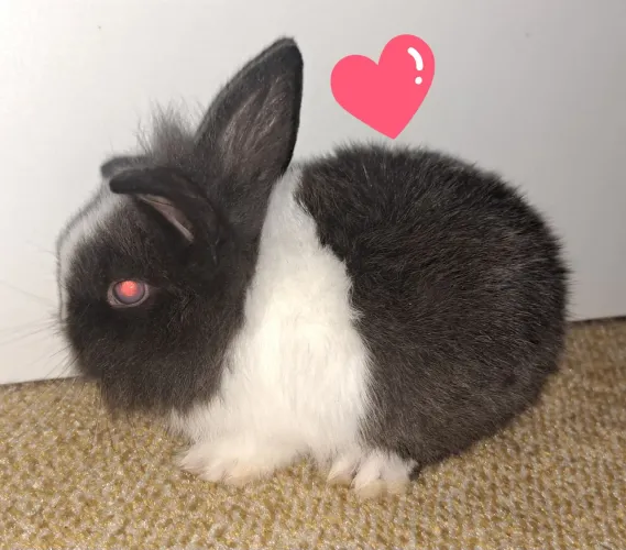 Lindos Coelhinhos Anões Neterland dwarf 