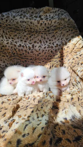 Spitz anão fêmeas e machos.  Promoção.  Leia o anúncio 