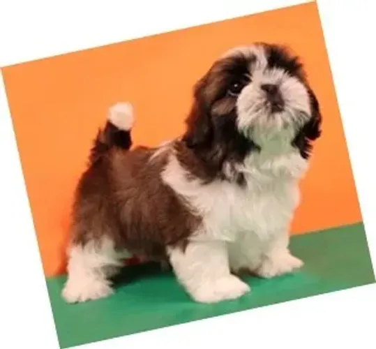 Shih-Tzu Pequeno Branco e Preto Fêmea - Filhote Encantador e Muito Sociável!
