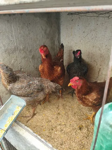 Galo e galinhas caipira