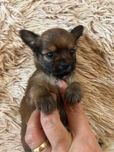 Filhote de pinscher com chihuahua 
