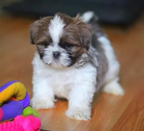 Uma Pequena Celebridade Procurando Seu Fã Número 1  shih tzu
