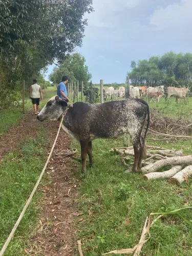 Vendo bezerra