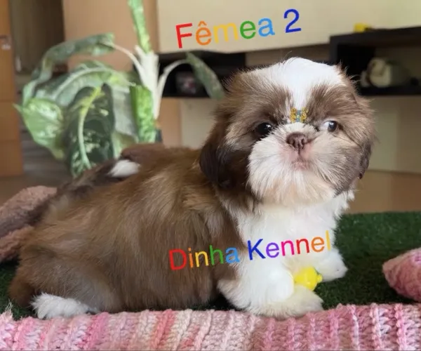 Filhotes de Shih tzu