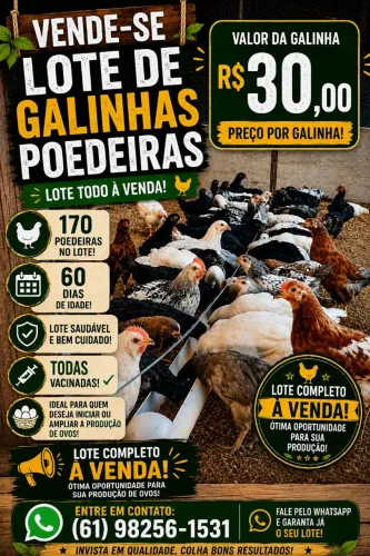 Galinhas poedeiras GLC