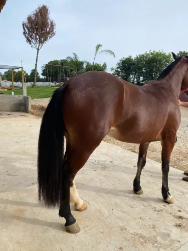 Égua crioula  aceito troca por mangalarga 