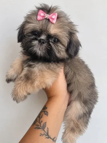 Shitzu com pedigree