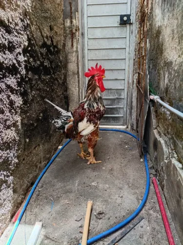 Vendo galo reprodutor gsb puro interessado entrar em contato comigo pelo *28