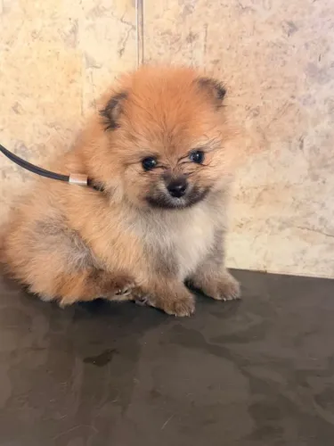 Spitz Alemão Anão, macho cor Laranja com Pedigree em 10x no cartão
